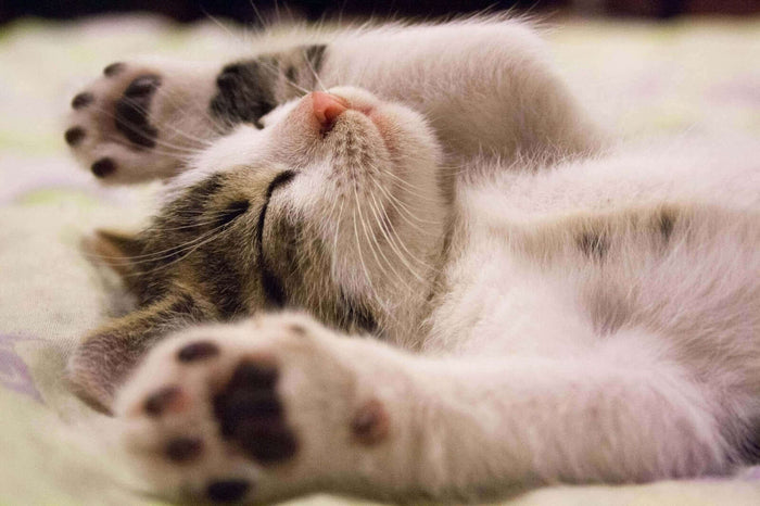 Even though having a pet while you're in college can be hard, it can also be very rewarding and give you joy and company. Getting a cat as a pet can be a good idea for busy college students. Cats usually live alone, don't need much care, and don't mind li