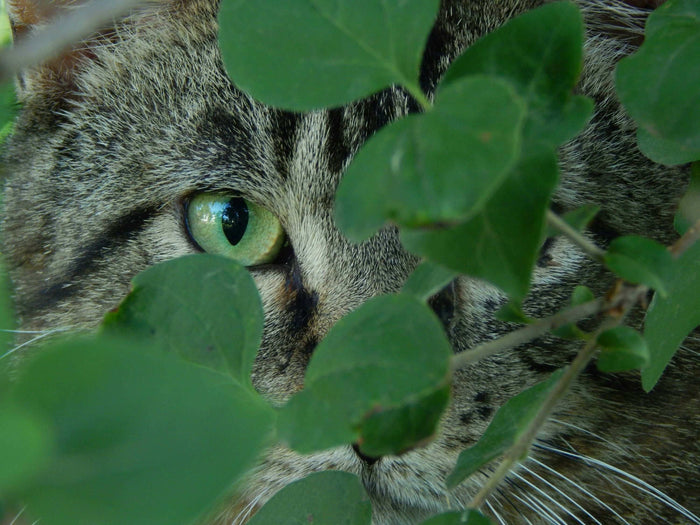 Photo by Josie Weiss on Unsplash Gardens are often viewed as safe, serene spaces for both people and pets to relax. However, hidden within these green sanctuaries are potential dangers that could harm your fur babies. And the best for us fur parents is to