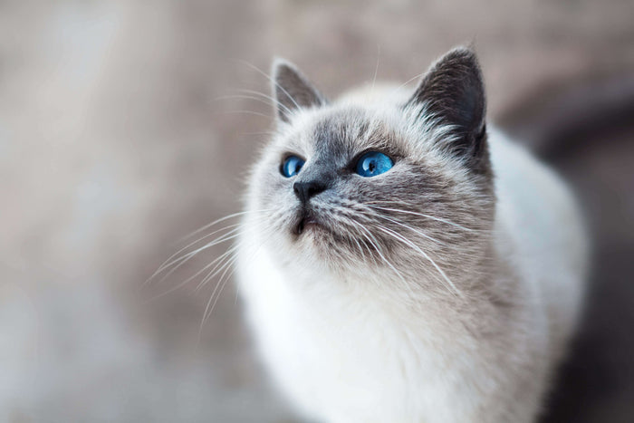 Photo by Mikhail Vasilyev on Unsplash Hey there, cat lovers! Have you ever been mesmerized by the stunning beauty of Himalayan cats? These fluffy bundles of joy are not just a treat for the eyes but also have a fascinating history and unique characteristi