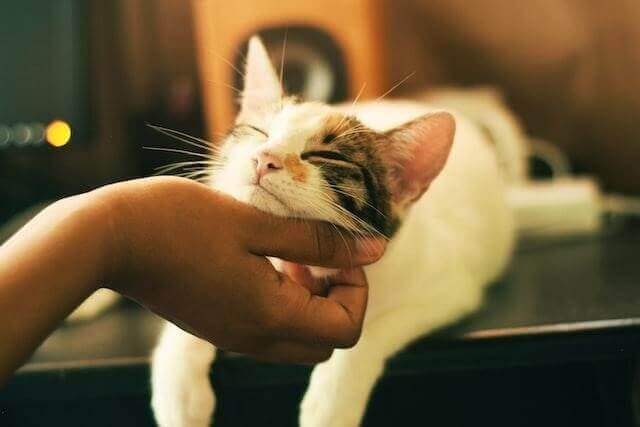 Photo credit: Yerlin Matu Are you wondering if you should get a feline for a pet? Maybe we can help you make up your mind. Although all pets are adorable, cats are a favorite pet choice for many Americans. According to the 2021-2022 APPA National Pet Owne