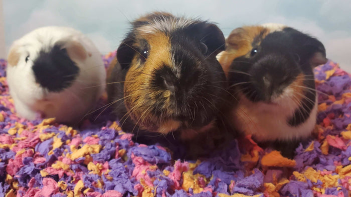 When it comes to our beloved guinea pigs and other small pets, providing them with a comfortable and clean living environment is paramount. From the quality of their bedding to its longevity, every aspect plays a crucial role in ensuring their well-being.