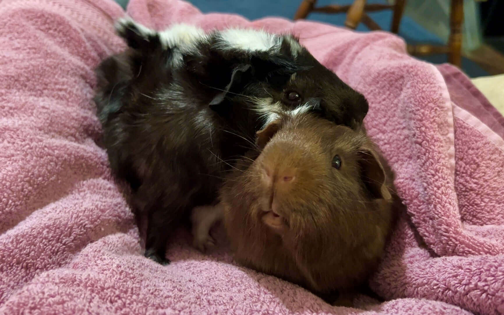 Most Effective Health Practices for Aging Guinea Pigs