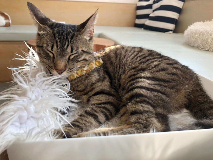 Having a pet is one of the most rewarding parts of owning a house or renting an apartment. They don’t only keep us company, but also have proven over and over again to be great for our mental and physical health. It doesn’t come as a surprise that a numbe
