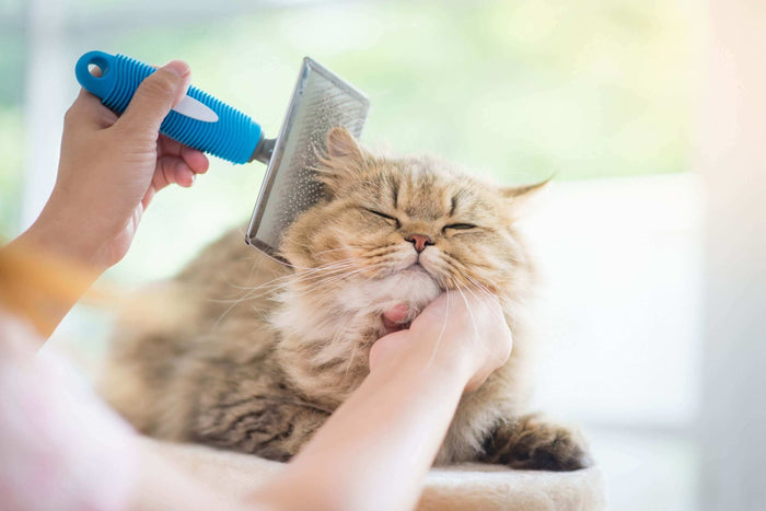 Pet grooming isn’t just about appearance and aesthetics. Grooming can affect your pet’s health and overall well-being in many ways. In extreme cases, neglecting to care for your pet’s coat can expose them to medical complications. Because of that, in this