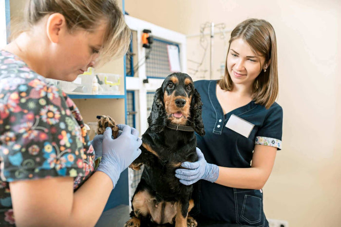Image by master1305 on Freepik Within the last couple of decades, veterinary medicine has changed significantly. Before the new century, only X-rays were used for diagnosis. Today, veterinarians use MRI, ultrasound, and advanced lab tests. Continuous educ