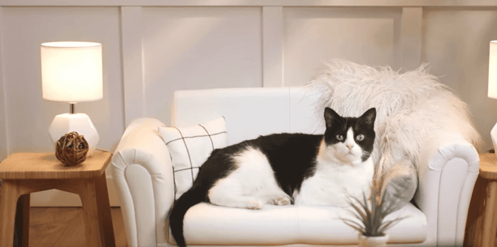 Transforming spaces in your home can create functional areas for your pets and cozy retreats that improve their well-being. Pets need dedicated spaces where they can relax, play, and feel secure. Whether you have a small apartment or a large house, there