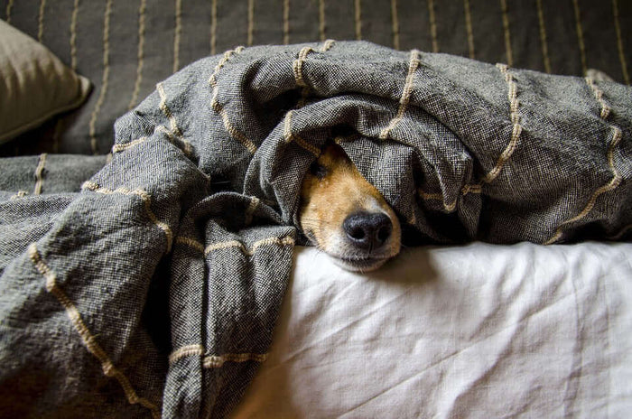 Image by falellorente from Pixabay Hot weather affects pets in many ways that owners often overlook. Many animals struggle to regulate their body temperature. This can lead to serious conditions if owners do not notice early signs. Understanding how heat