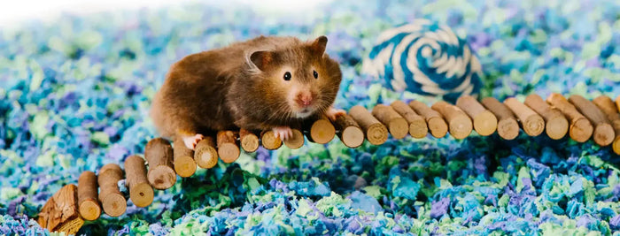 Choosing the right bedding for small animals like guinea pigs, hamsters, gerbils, and mice is one of the most important decisions you’ll make as a pet owner. Bedding affects your pet’s comfort, health, odor control, and overall happiness—and not all beddi