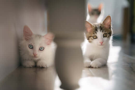 All cats deserved to be loved and spoiled. Here are 8 creative ways you can pamper your cat anytime of the year. 1. Create a comfy space for them. Offer your kitty lots of comfy sleeping places, such as a snuggly new cat bed, a kitty couch to lounge on or