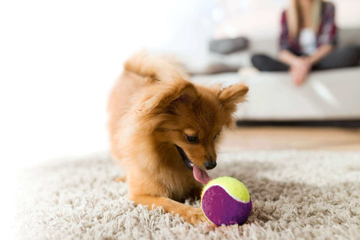 Taking your dog to crowded areas like markets, parks, or festivals can be an exciting experience, but it can also present challenges when it comes to their safety. With the hustle and bustle of busy environments, it’s essential to have the right gear and