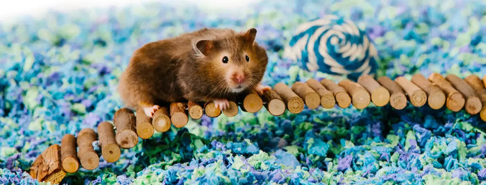 When it comes to caring for your small pets—whether it's a guinea pig, hamster, rabbit, or rat—bedding might seem like a simple choice. But one of the most important features you should look for is dust-free bedding. While soft textures and odor control a