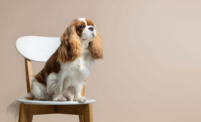 Photo courtesy of FreePik Cavalier King Charles Spaniels are known for their affectionate nature, gentle temperament, and eagerness to please their owner. Unlike some breeds of dog, many consider their loving personalities to be an attractive force, makin