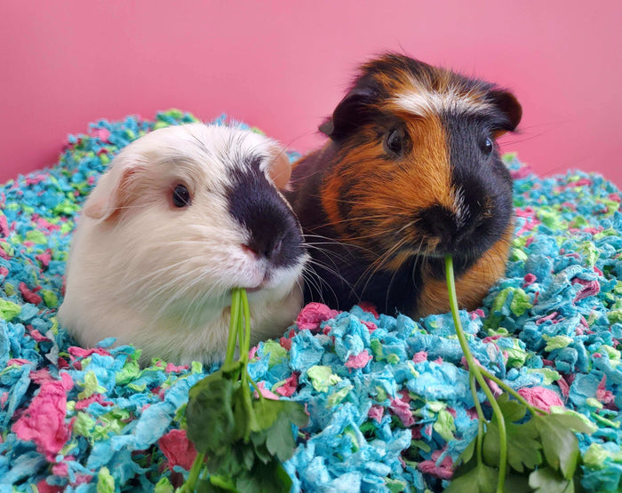Guest post by Linden of @CavyCoterie We all know it's important for our furry friends to get the best possible nutrition, but did you know some small pets, like Guinea Pigs, need vitamin C every day? There are a myriad of reasons why vitamin C is importan