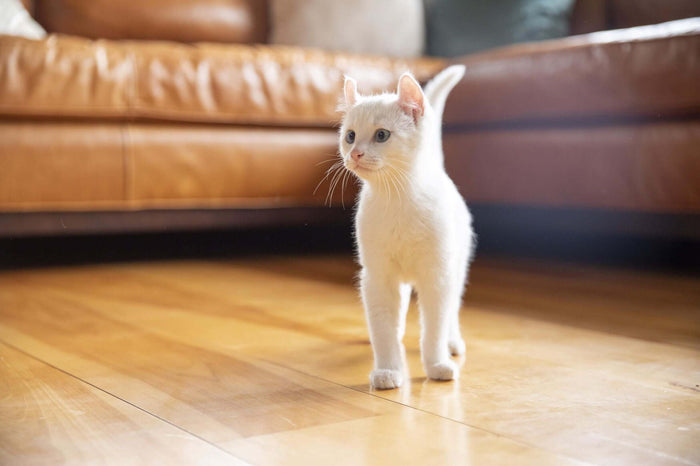 So you’ve decided the time is right to welcome in a new furry member of the family? Who doesn’t want a kitten – they are a lot of fun and there is definitely no shortage on cuteness, but they are a big responsibility as well. Some things you’ll want to co