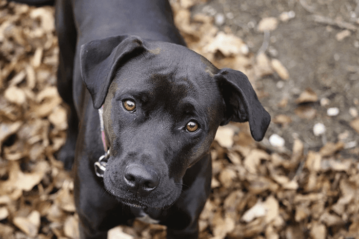 Does your dog misbehave when you're not home with them? Does it chew on shoes or bark? Many pet owners struggle with perplexing dog behaviors and consider what their animals might be attempting to say. Stress in the home and disruptions to family life can