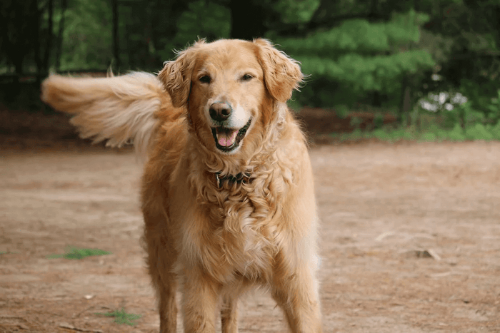 Image Source Caring for large dog breeds means making some big decisions, especially regarding their food. Good nutrition ensures they live a long, healthy, and active life. Experts say providing a high-quality diet is one of the best ways to keep your do
