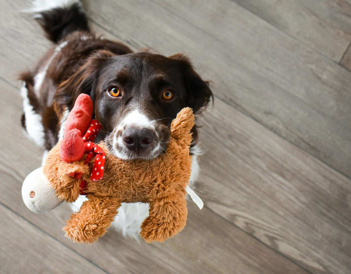 Photo by Jesper Brouwers on Unsplash Furparents, let’s face it. The world wouldn’t be as joyous and colourful as it is if dogs weren’t around! These pets are bundles of joy and deserve the best we can offer. One great way to show appreciation to our belov
