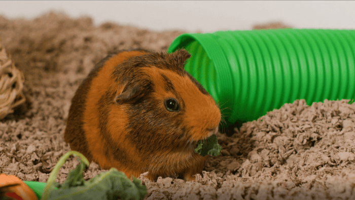 Deciding to adopt a new small pet and choosing the right one can be a big decision! Be aware of all their special needs and behaviors to ensure you are choosing the right furry friend so you can provide the very best care they deserve. carefresh is here t