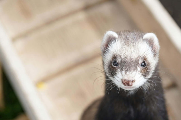 Finding an experienced ferret vet near you is essential for your furry friend’s health and happiness. You need someone who understands ferrets’ unique medical needs and has the skills to provide specialized care. It’s not just about proximity; it’s about