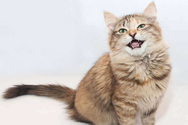 As a cat owner, you hate to waste litter (i.e. waste money), but also want to make sure your cats and their litter box are hygienic. When using ökocat we have two basic recommendations to help your litter go further! 1. Scoop every day, and clean the enti