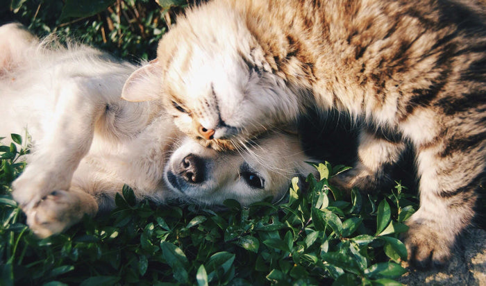 Photo by Krista Mangulsone on Unsplash Bringing a pet into your home can be incredibly rewarding yet overwhelming. Pets demand time, effort, and financial investment, so informed decisions are essential. Knowing your future pet's requirements will help yo