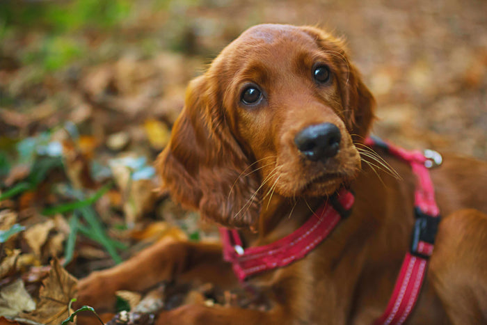 Is there any joy that even remotely comes close to that of returning home to a loyal furry companion? Perhaps this is the reason why so many American households choose to have a dog as their pet. According to Statista, canines form a significant part of n