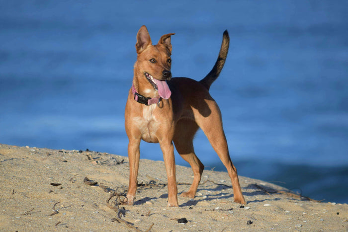 Photo by Gili Pup Your dog’s coat is more than just fur-it’s a reflection of their overall health and well-being. A shiny, soft coat doesn’t just look good. It indicates that your dog is receiving proper nutrition, good grooming, and is generally in good