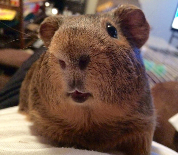 Facebook @briochepig Wheeking, chutting, and rumbling, oh my! These are just some of the noises that the most vocal of rodents, the guinea pig, use to communicate with each other, and you! In this blog entry, I will dive into what many of the noises guine