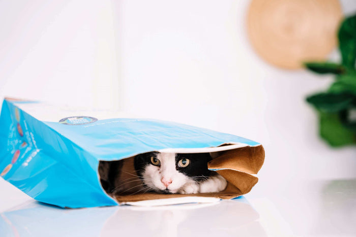 With the current climate crisis, many are adopting eco-conscious lifestyles to reduce their environmental footprint. As this movement gains momentum, we must learn how to extend these sustainable practices to all aspects of our lives – yes, that includes