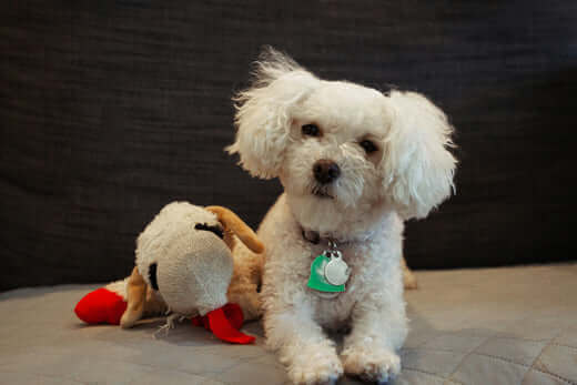 Photo by noelle on Unsplash The Toy MaltiPoo is the hybrid breed that originates from the Toy Poodle and Maltese dog, these dogs are cute, very playful, and generally friendly. The small size of this breed is linked with the verdict of the pug while the i