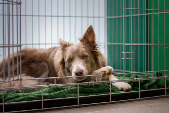 Photo by Ayla Verschueren on Unsplash Animal facilities, whether they house livestock, pets, or specific breeds like horses, require efficient space management. The nature of these environments often leads to clutter and disorganization, making it challen