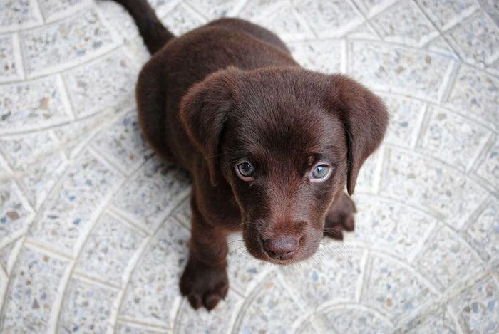 Photo by Jairo Alzate on Unsplash When it comes to bringing a furry friend into your life, the decision often boils down to two primary options: adopting from a shelter or buying from a breeder. Each choice carries its unique set of benefits and challenge