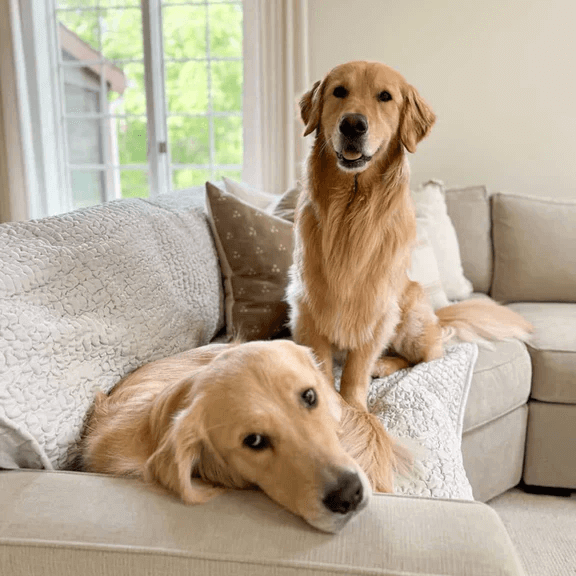 If you share your home with a wagging tail or a pair of muddy paws, you already know the struggle — your living room can go from Pinterest-worthy to chaos in seconds. And if you also have little kids, your couch might be holding on for dear life. But the