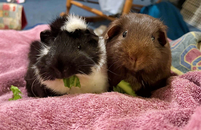 Facebook @briochepig March is here and it’s “Adopt a Guinea Pig” month! These furry, vocal, and docile little guys can make a great pet! In this blog we’ll review some interesting history of guinea pigs and some basic information on the many advantages of