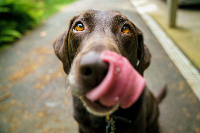 Photo by James Barker on Unsplash The best way to be a godparent is through adoption, and rescuing a dog is one of the best things one could ever experience. Not only do you get to save a dog’s life, you get a friend in return for opening your home to the
