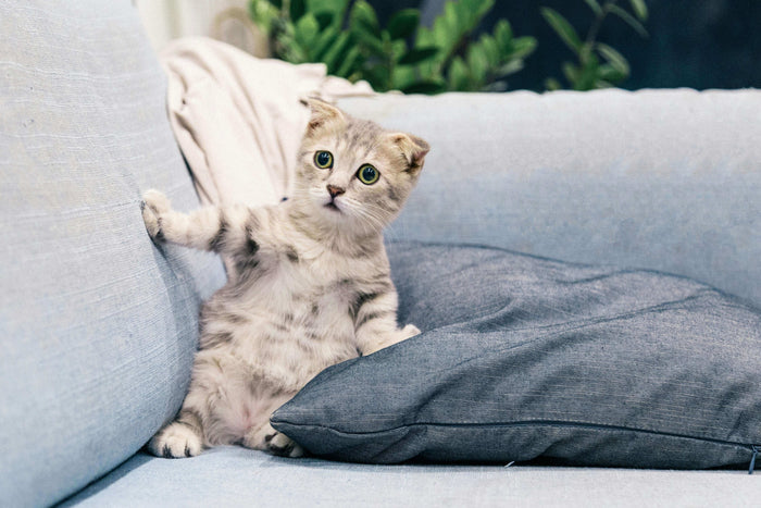 Photo by Tran Mau Tri Tam ✪ on Unsplash If you've ever owned a cat (and many people do—on average, cat-owning households have about 1.8 cats, meaning many homes have more than one feline family member!), you know they have a unique way of getting their po