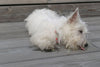 How Heartworms Can Seriously Harm Your Dog