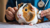 Preventive Pet Care in the City: The Key to a Longer, Happier Life
