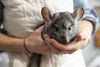 How to Prevent these 5 Common Chinchilla Health Issues