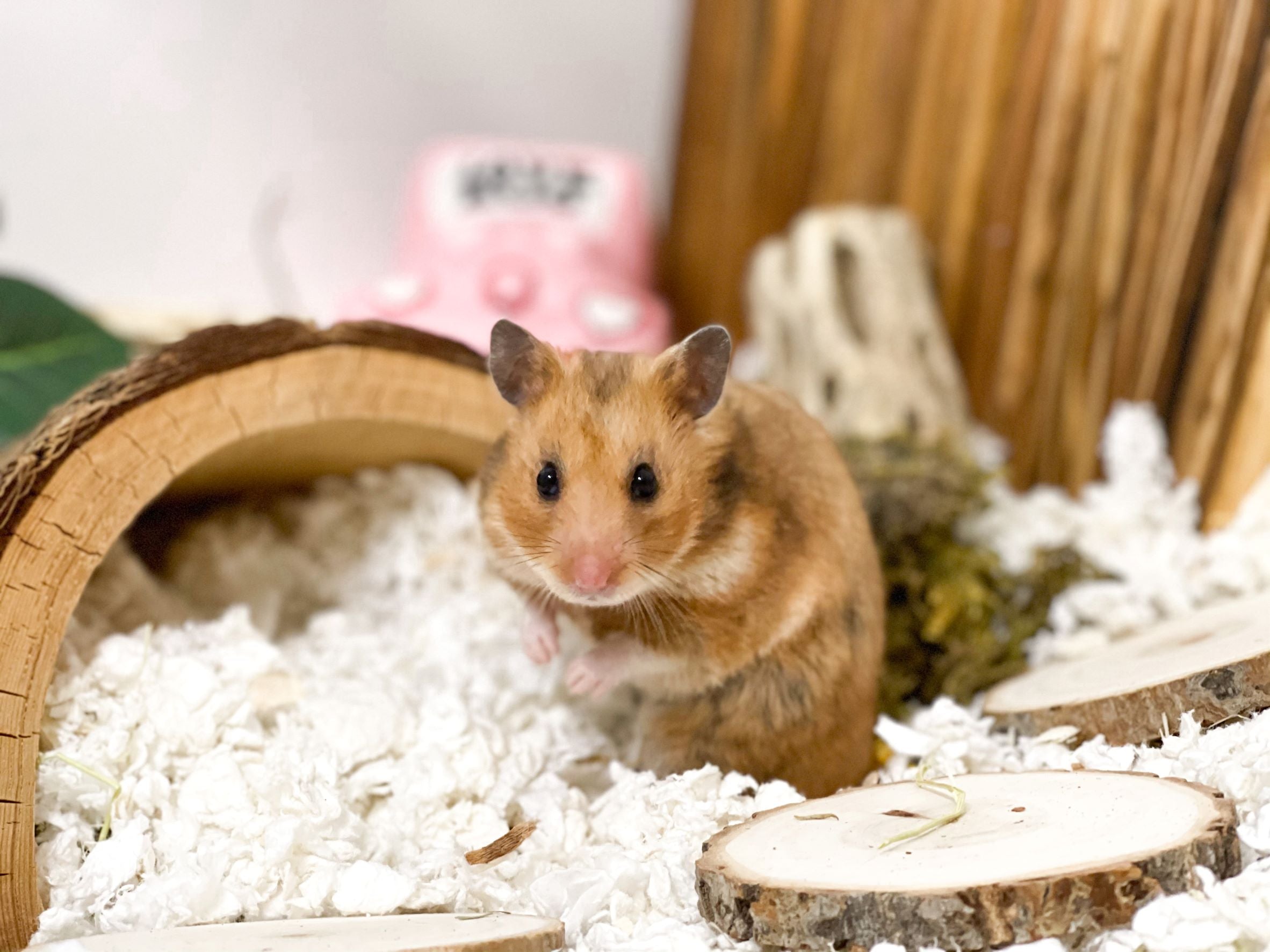 Keeping Hamsters as Pets