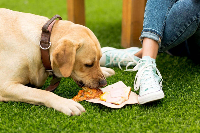 Photo courtesy of Freepik You can’t let just anyone from friends, family, or visitors feed your dog without asking you first. One small “harmless” snack can cause stomach problems, allergic reactions, or even serious health issues. As a dog owner, you con
