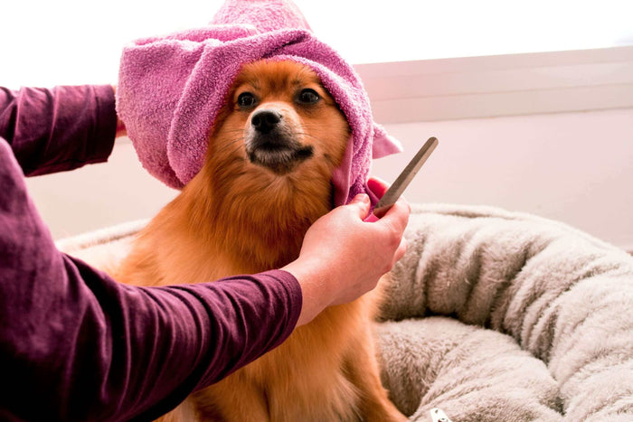 Photo by Hayffield L on Unsplash Grooming your dog is essential, but did you know that how you groom them can change with the seasons? Just like us, dogs have different needs depending on the weather. As the seasons shift from warm to cold and back again,