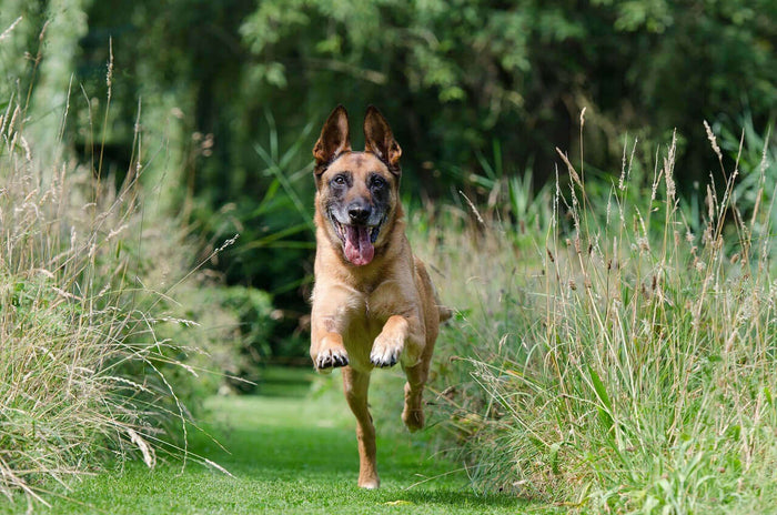 Image source:https://pixabay.com/photos/malinois-recall-dog-training-grass-662784/ Training animals can be a deeply rewarding experience, fostering better communication and strengthening the bond between humans and animals. Whether you’re training a dog,