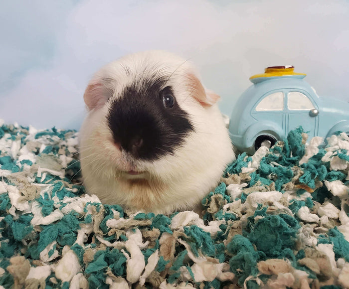 If you’ve ever considered adding a small, furry friend to your household, guinea pigs are an excellent choice. These gentle, affectionate animals are not only adorable but also make surprisingly rewarding pets. Whether you're a first-time pet parent or lo
