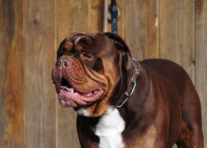 https://pixabay.com/photos/renascence-bulldogge-dog-234182/ The Olde English Bulldogge is more than just a breed. It embodies dedication, love, and suitability for family life. Recognized for its unique features and strong, affectionate nature, this dog r