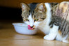 How to Properly Store Wet Pet Food to Keep It Fresh and Safe