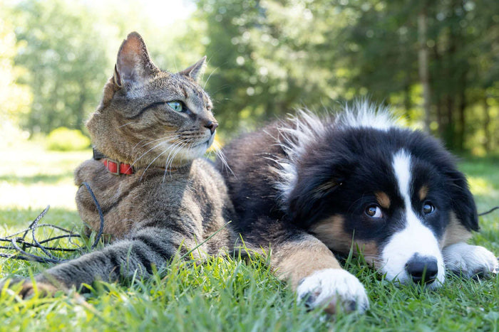 Photo by Andrew S on Unsplash Pets are more than just animals; they are members of our families, bringing joy, companionship, and unconditional love into our lives. As responsible pet owners, we must provide our furry companions with well-being and happin