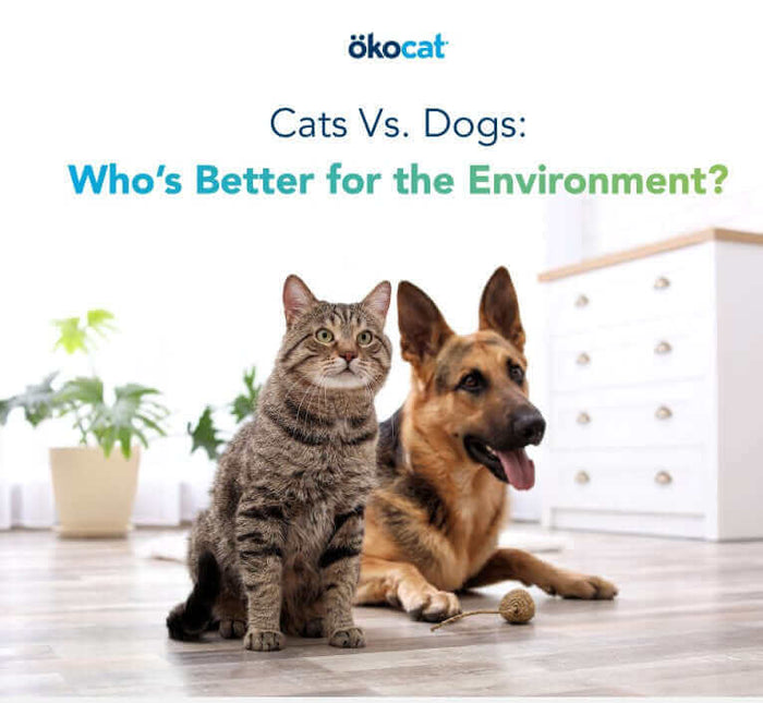 Would you say that you’re a cat or dog person? According to a recent survey, your answer might also reveal a lot about your sustainability habits and ambitions! 2,000 cat and dog owners in the United States were polled for this survey, and of those pet pa