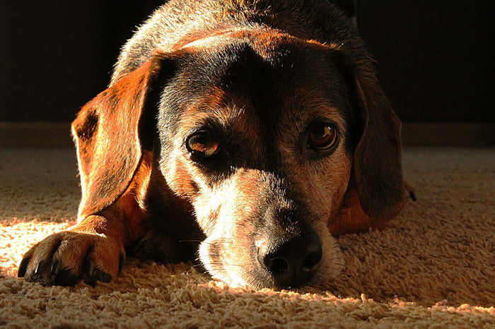 Image by CJ from Pixabay As our canine companions age, they may become more susceptible to a variety of health issues, including allergies. Allergies in senior dogs can manifest in several ways, leading to discomfort and affecting their overall quality of