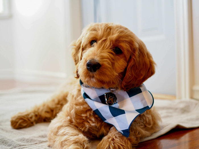 Photo by Jacob Fletcher on Unsplash Introducing a new puppy into your family is always a wonderful feeling, especially a mini Goldendoodle. This sociable, intelligent, and energetic breed, which is a mix of a golden retriever and a Miniature Poodle, is an